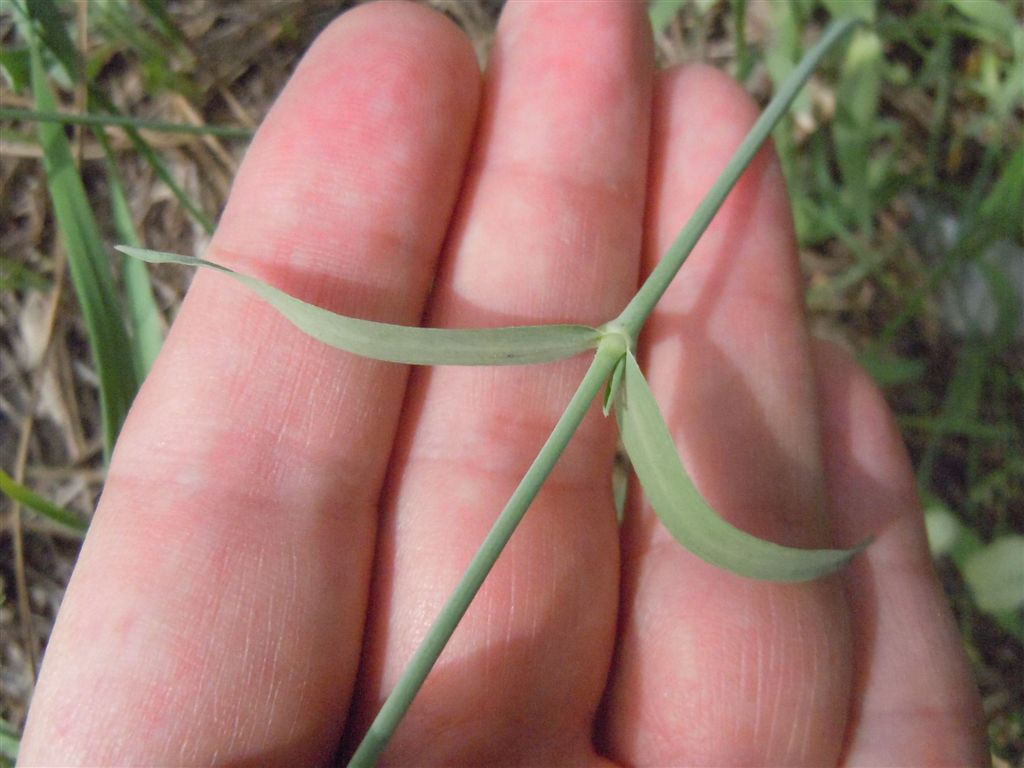 Silene vulgaris